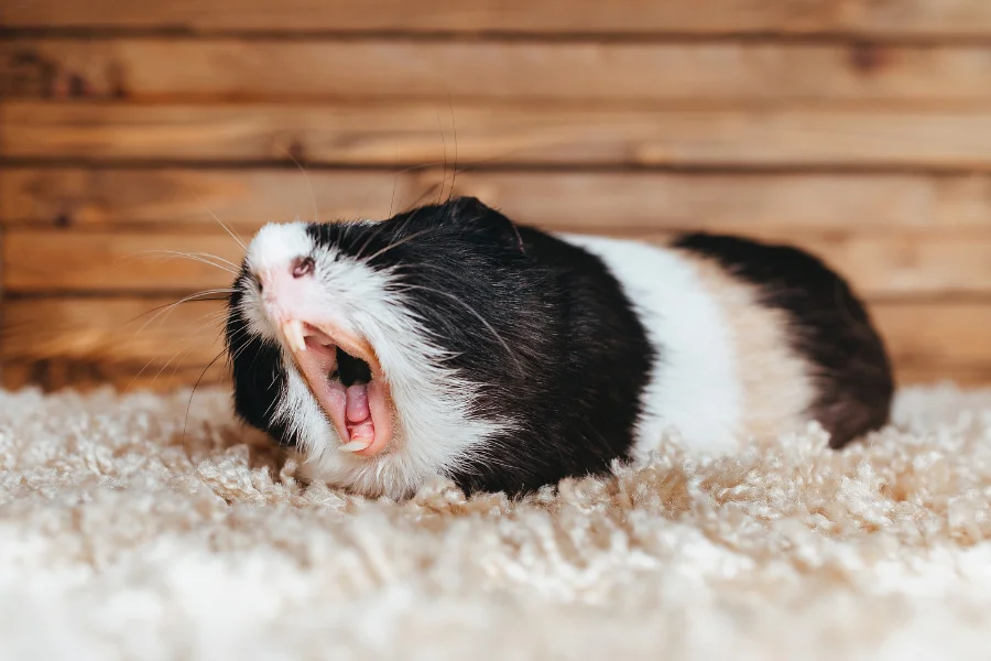 baby-guinea-pig-sleeping