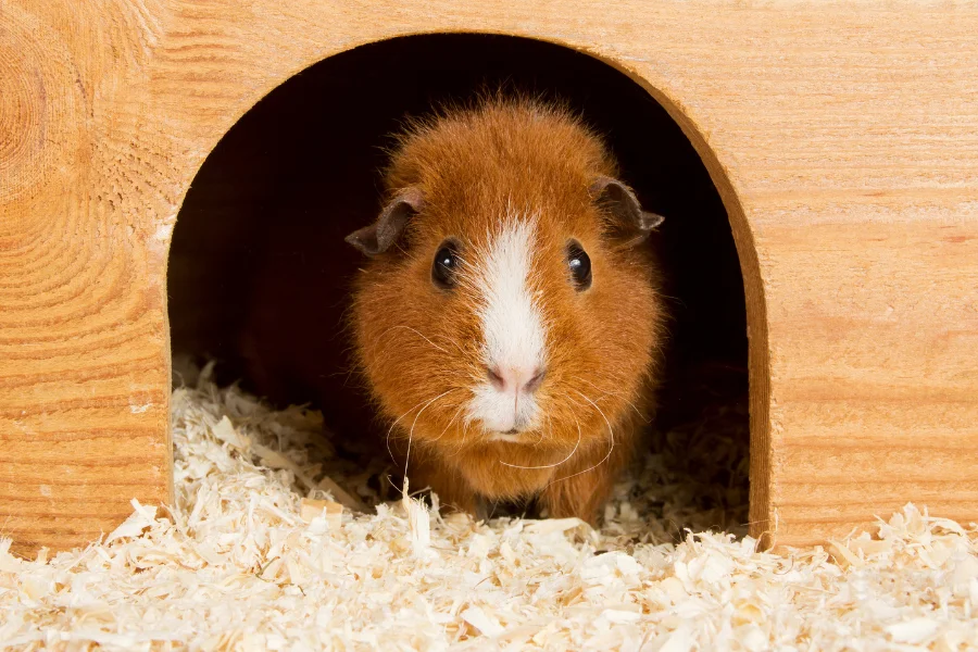 baby-guinea-pig-sleeping