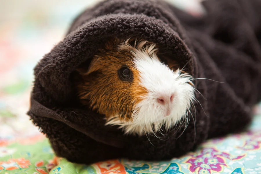 baby-guinea-pig-sleeping