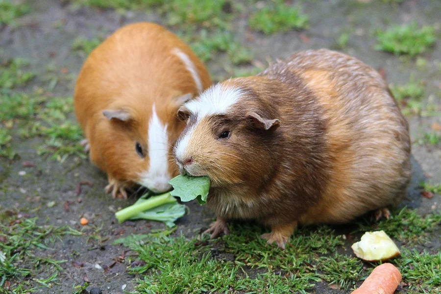 baby-guinea-pig-sleeping