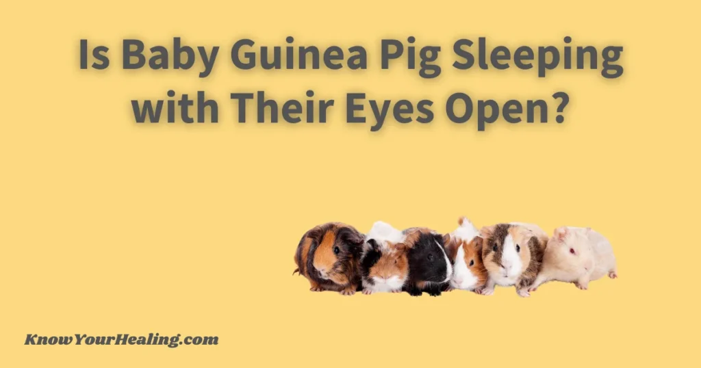 baby-guinea-pig-sleeping