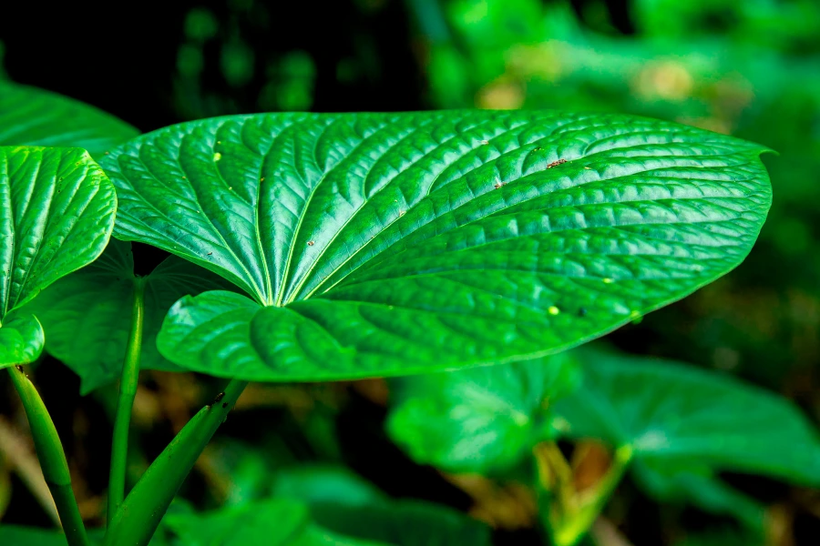 best-kava-for-sleep