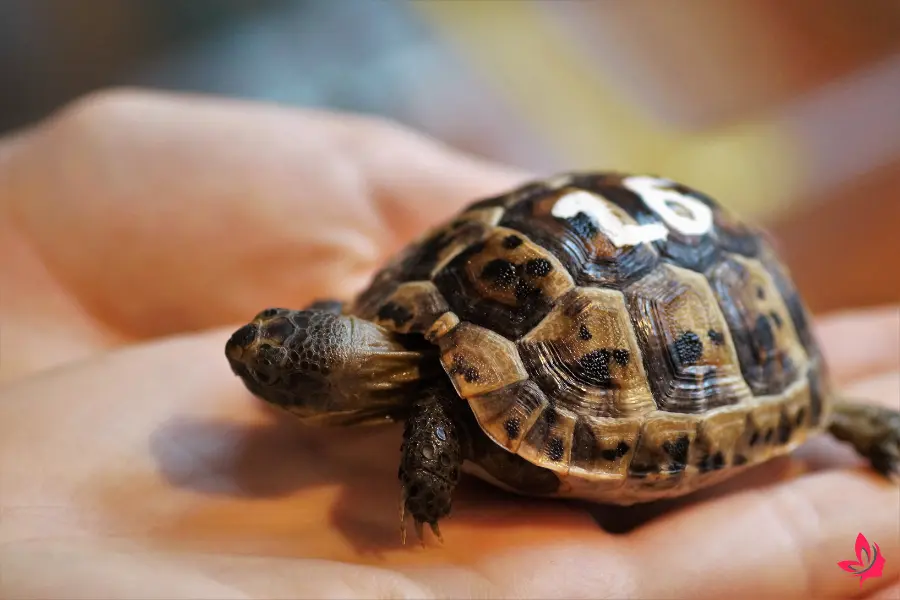 turtles eyes