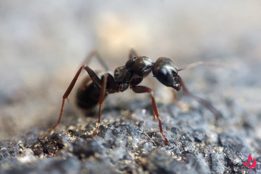 ants in dream meaning