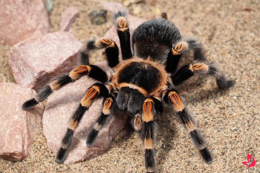 dream interpretation of spiders