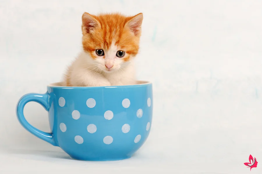 dream dictionary kittens