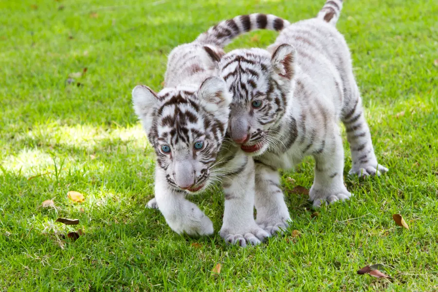 tiger dream