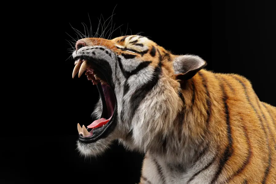 dream meaning of tiger