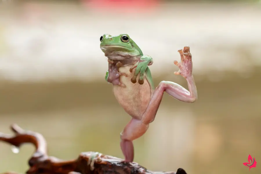 dreaming frogs meaning