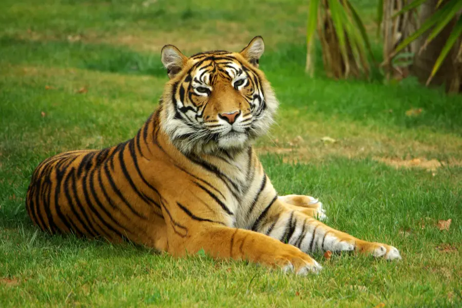 dream about tiger