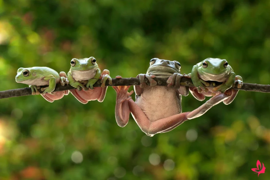 frog meaning in dreams