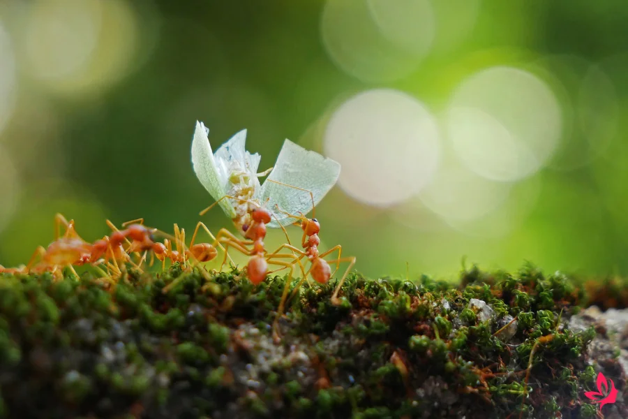 dream dictionary ants
