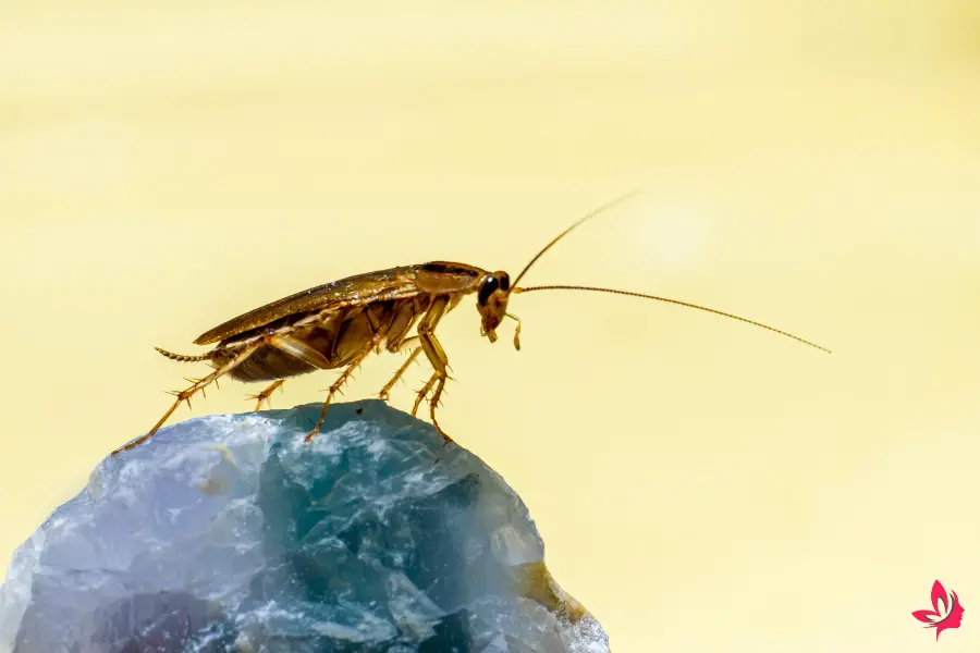 cockroach dream