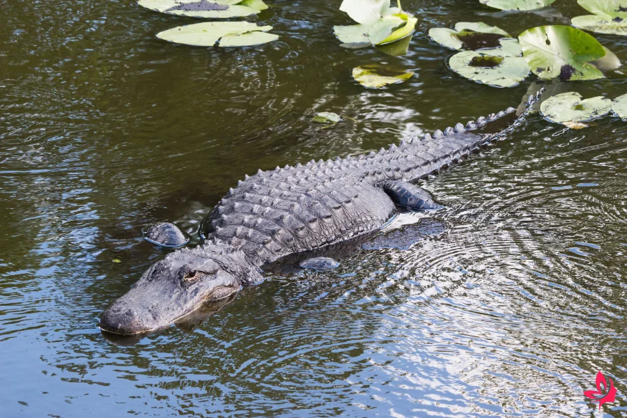 dream of alligator