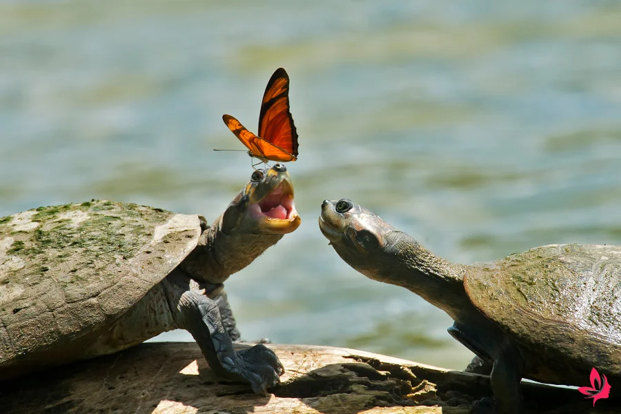 dream interpretation of turtles