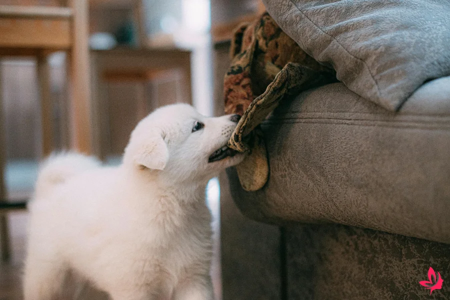 dream interpretation dog bite