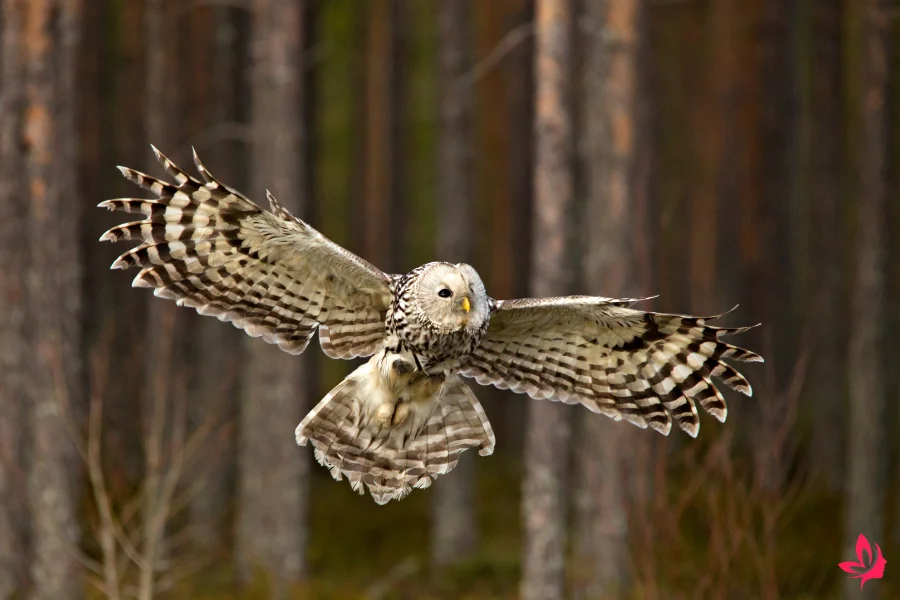 what does it mean to see an owl
