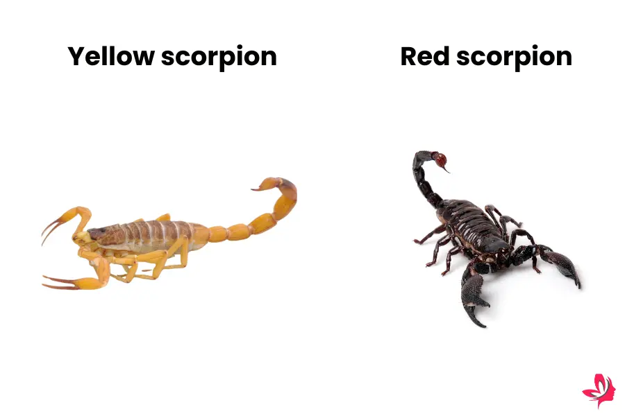 scorpion dream meaning