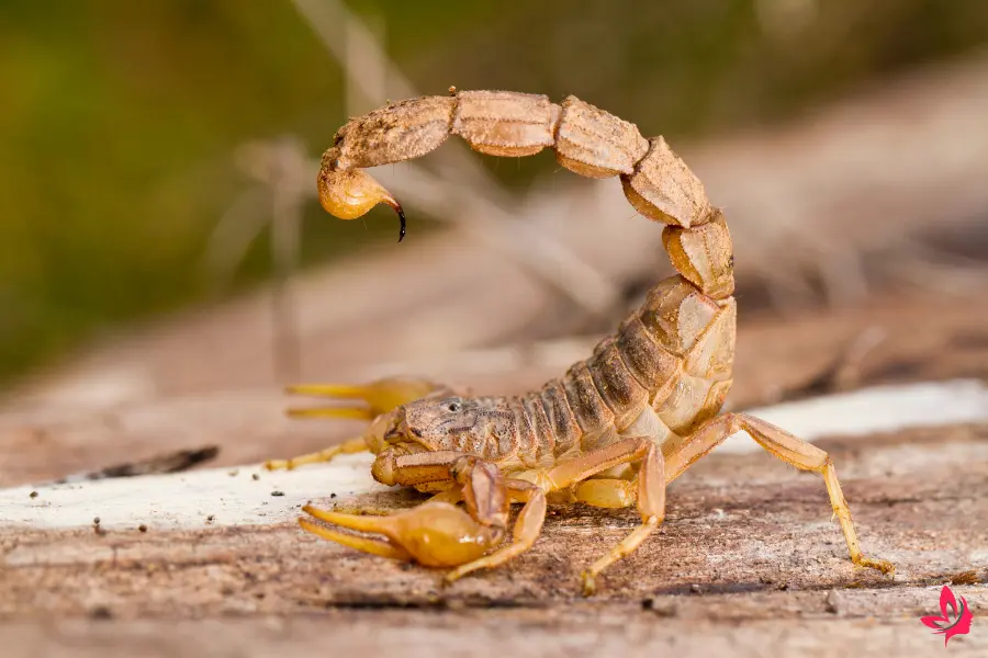 scorpion dream meaning