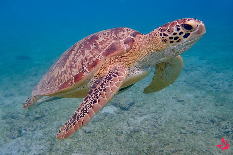 turtles in dreams