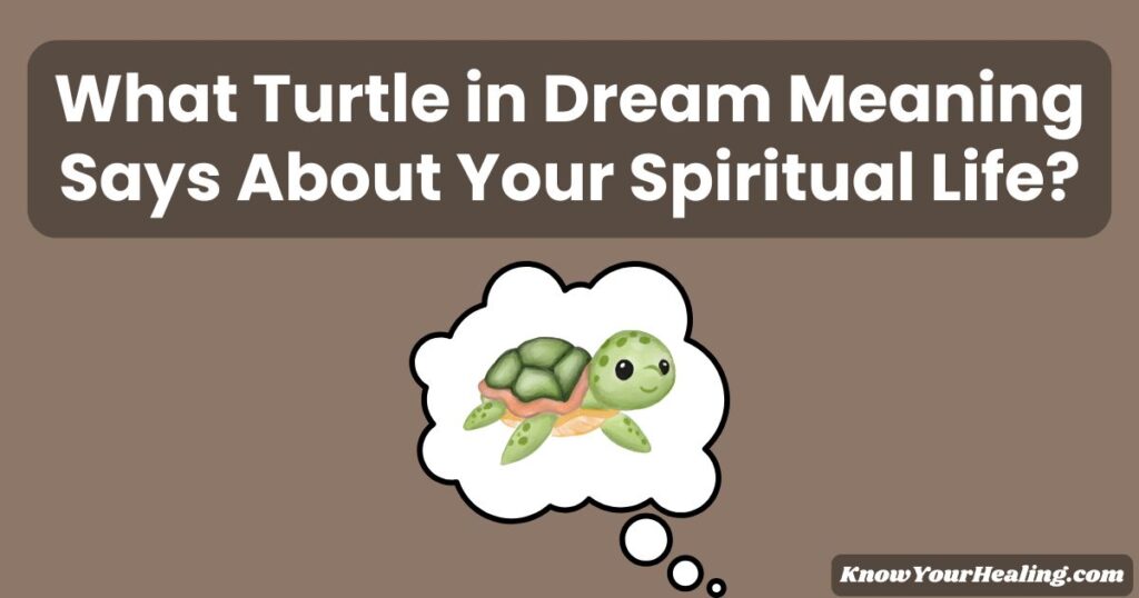 turtle in dream meaning