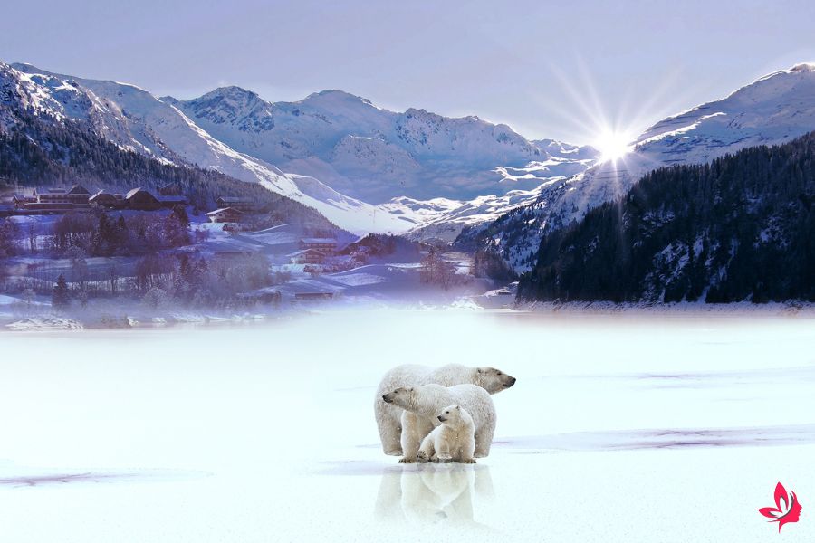 what does a bear dream mean