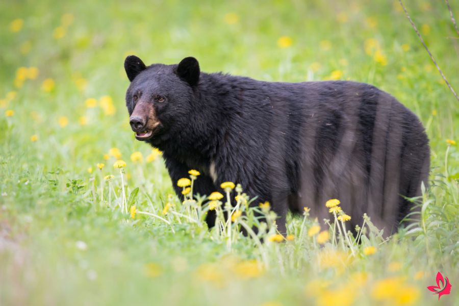 dream dictionary bear