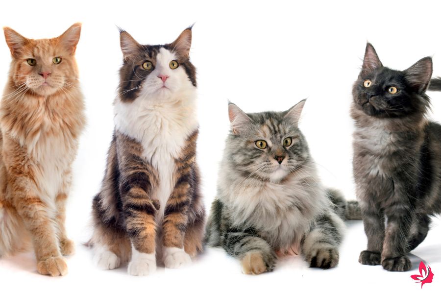 cats in dreams