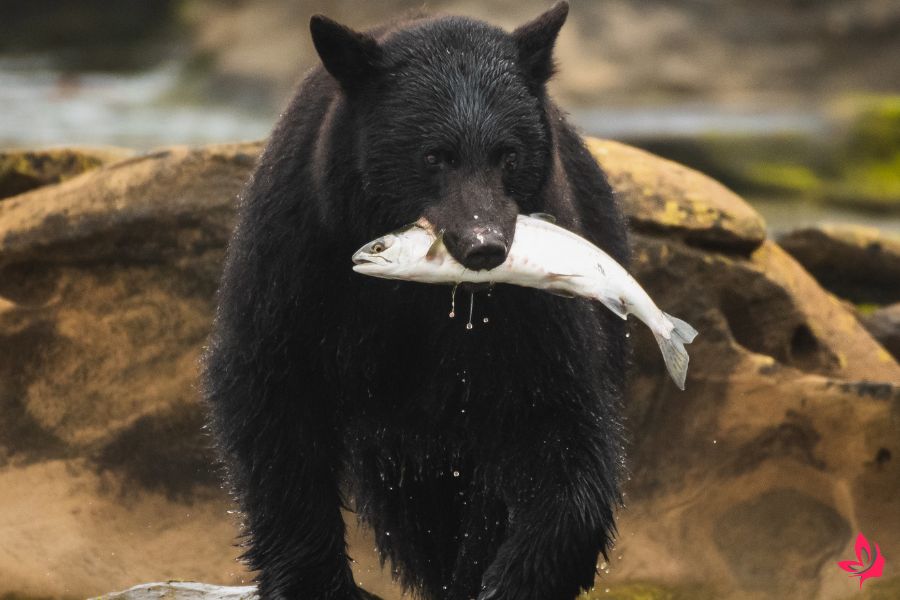 dream meaning bear attack