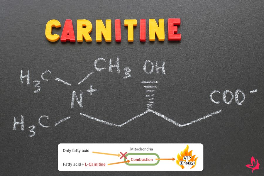 l carnitine and caffeine