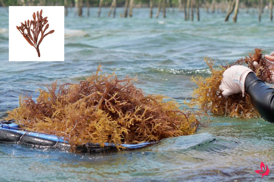 sea moss weight loss before and after